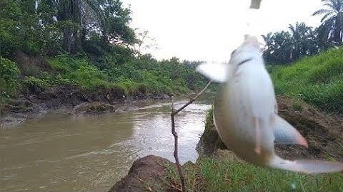 Mancing Ikan Tawes di Spot Sungai dengan Umpan Usus Ayam ‼️@ag-75fishing