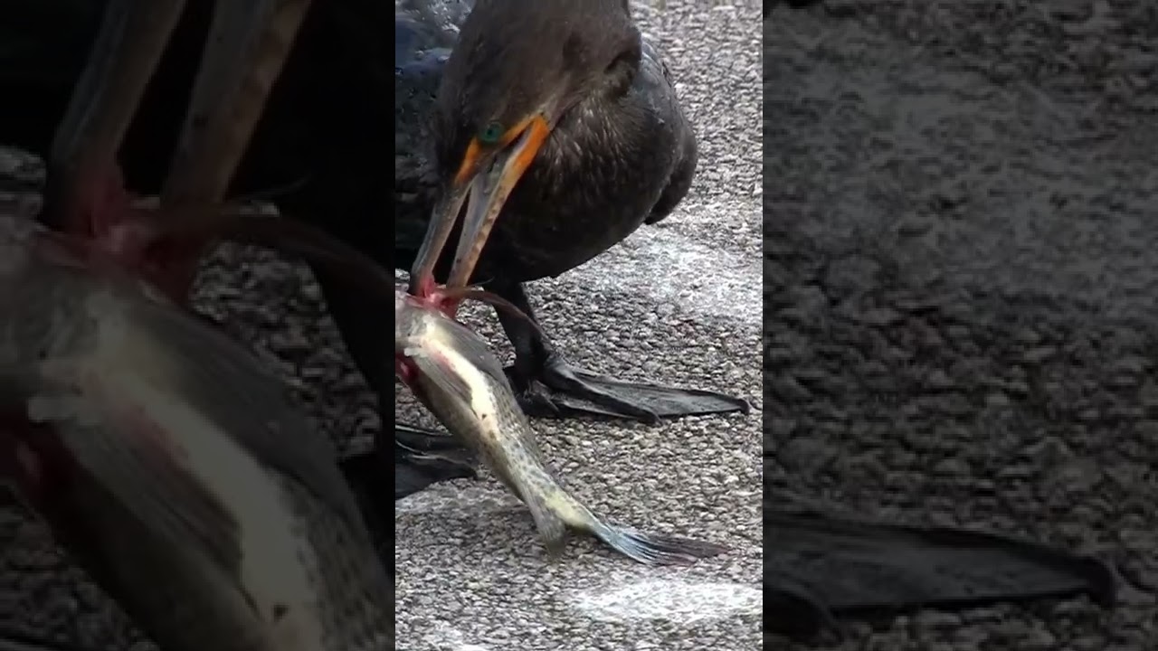 Remarkable footage of a cormorant bird adlı videoyu YouTube'da izle Remarkable footage of a cormorant bird adlı videoyu YouTube'da izle