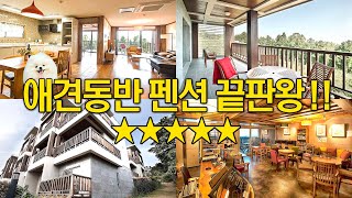 직접 다녀온 제주 애견동반 펜션 추천(서귀포 에코스위츠펜션)