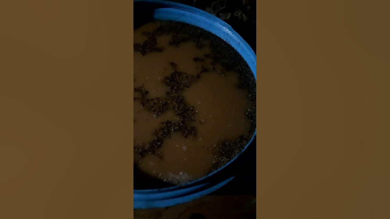 Скисла Кодзи Номикай . - YouTube