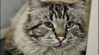 Hundreds of cage free cats by Furball Farm Cat Sanctuary 1,689 views 3 months ago 1 minute, 6 seconds