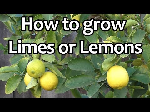 Video: Informace o rostlině Limeberry – Propagace a pěstování plodů Limeberry