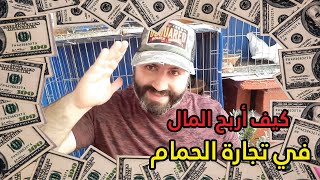 كيف أربح المال  في تجارة الحمام و حمام جديد ?⚡️?