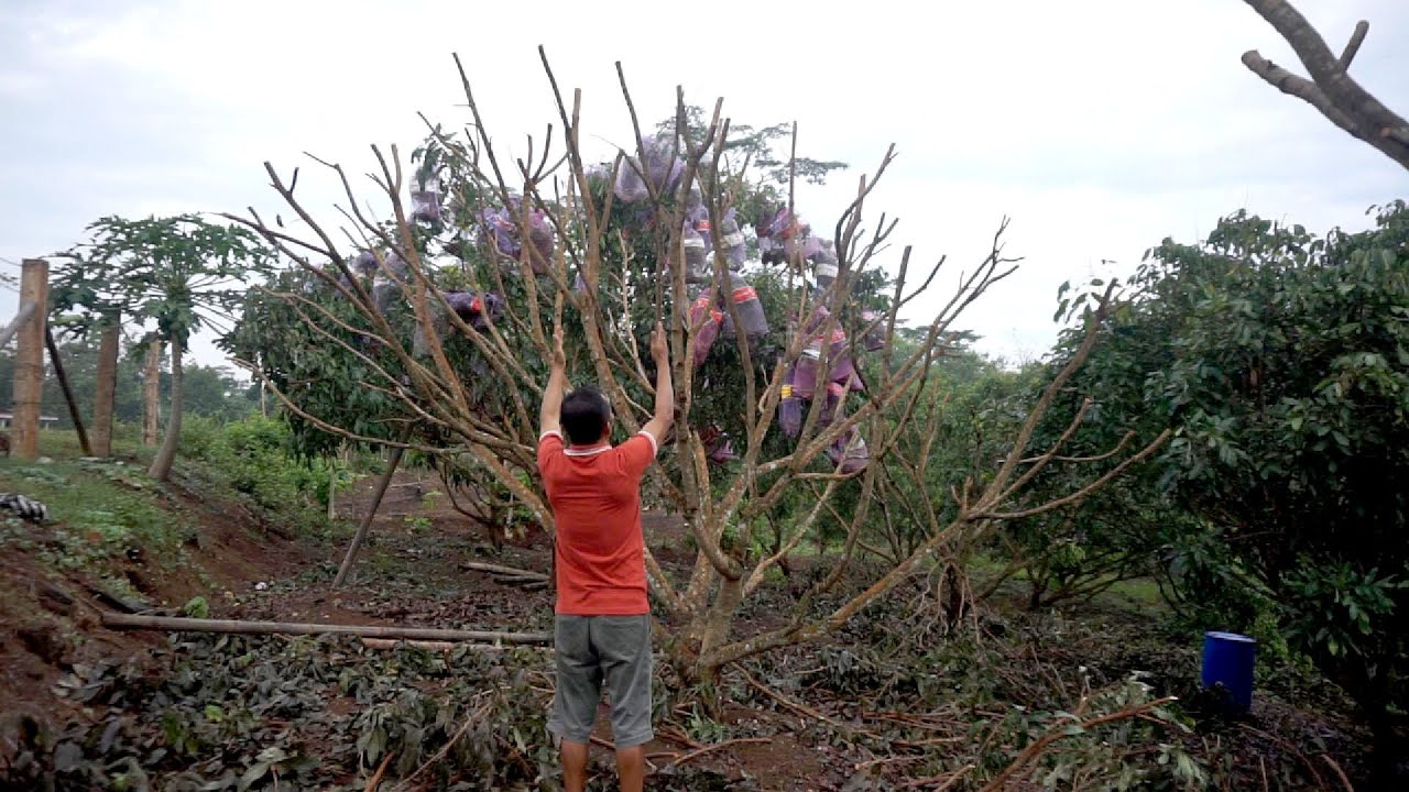Bagaimana pruning kelengkeng setelah panen ?? #adyrajalengkeng #lengkeng #itohsuper