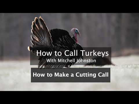 Learn How to Call Turkeys: How to Make a Cutting Call