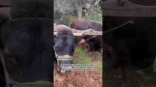 bir çiftçinin günlüğü😢#geçmişyaşam #zorluk #çile #çitfçi #öküz #tarla #saban #çiftsürmek #trend