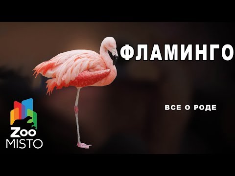 Фламинго - Все о роде птиц | Вид птицы фламинго