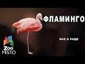 Фламинго - Все о роде птиц | Вид птицы фламинго