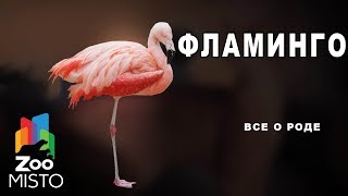 Фламинго - Все о роде птиц | Вид птицы фламинго