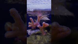 Have you had success keeping SPS corals?