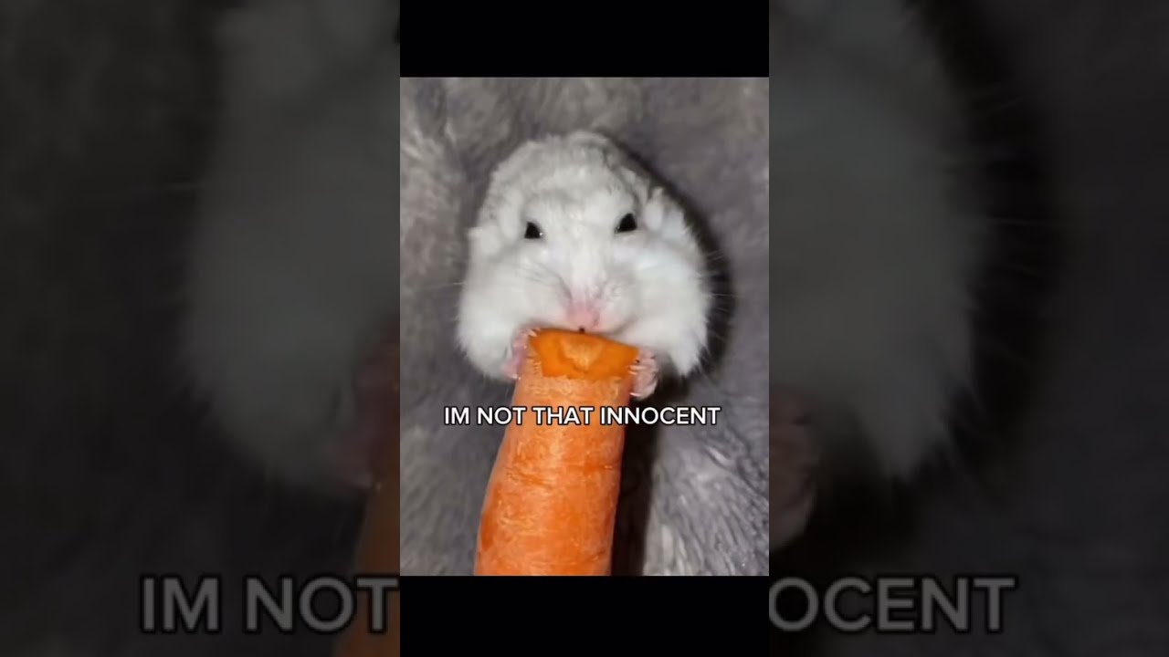 Make This The Most Viral Short Username N0t Samxx Hamster Trend Notmine Edit Fyp