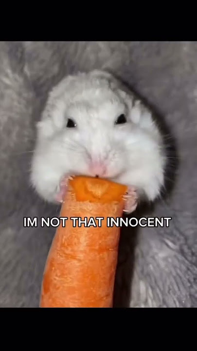 Make this the most viral short!! (Username: n0t_samxx) #hamster #trend #notmine #edit #fyp #viral