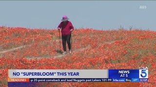 Expert: No &#39;superbloom&#39; in California this year