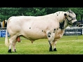 British White bulls