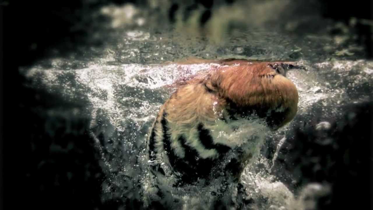 National Geographic Wild - Get Closer logos