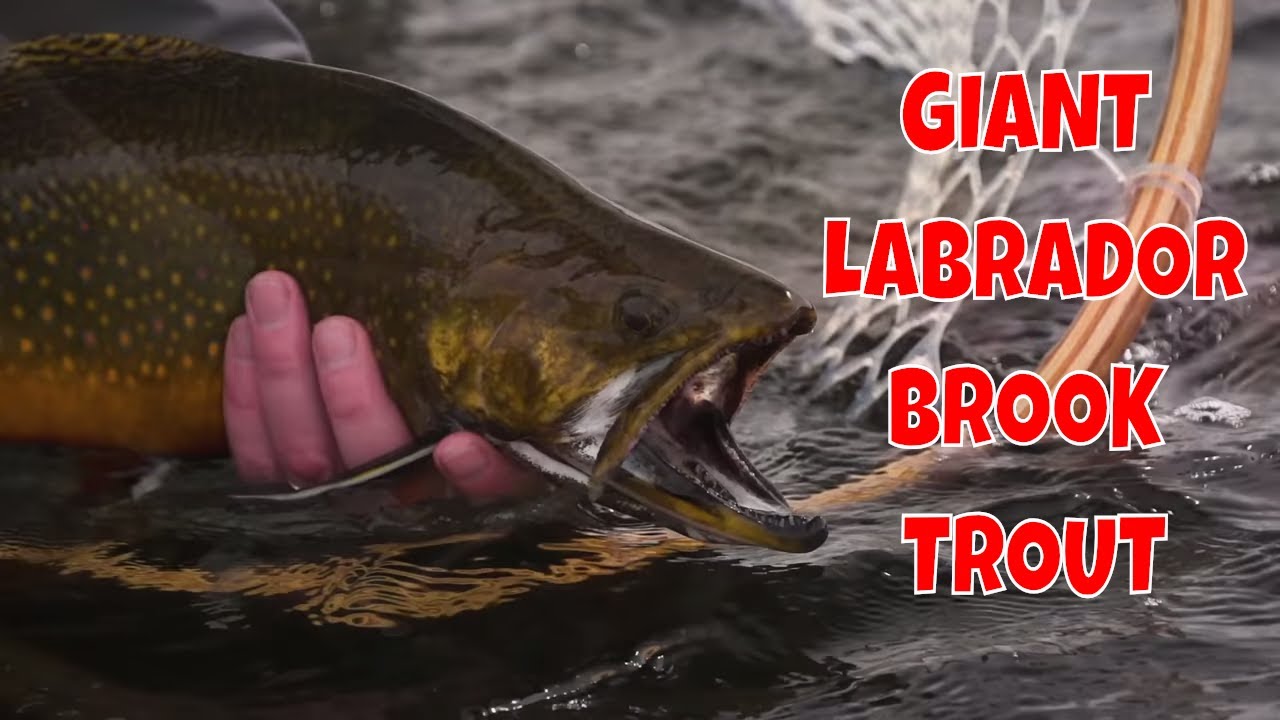 brook trout drawing Fly Fishing Labrador for Giant Brook Trout at Three Rivers Lodge