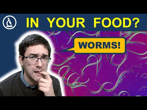 Don&rsquo;t be afraid of Wiggly Worms: the VINEGAR EELS 🔬 233