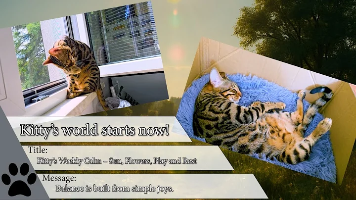 Video 11905051: bengal cat playing, beautiful kitty