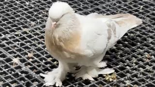 Kümesten En Doğal Haller