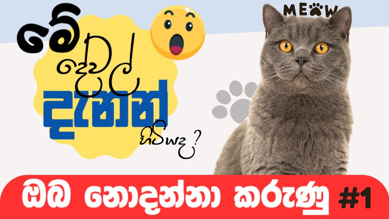 10 Things You Didn't Know About CATS #1 - YouTube