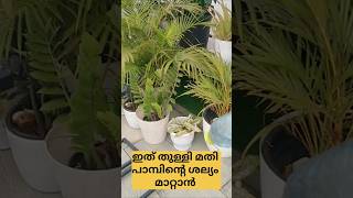 പാമ്പ് ശല്യം മാറും #shortvideo #tips