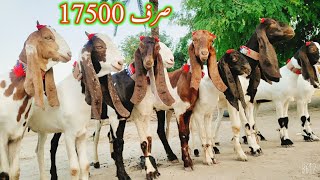 پیور کاموری پٹیری بکریاں 03336465522۔  at bismillah Goat Farm.  Goat farming in Pakistan