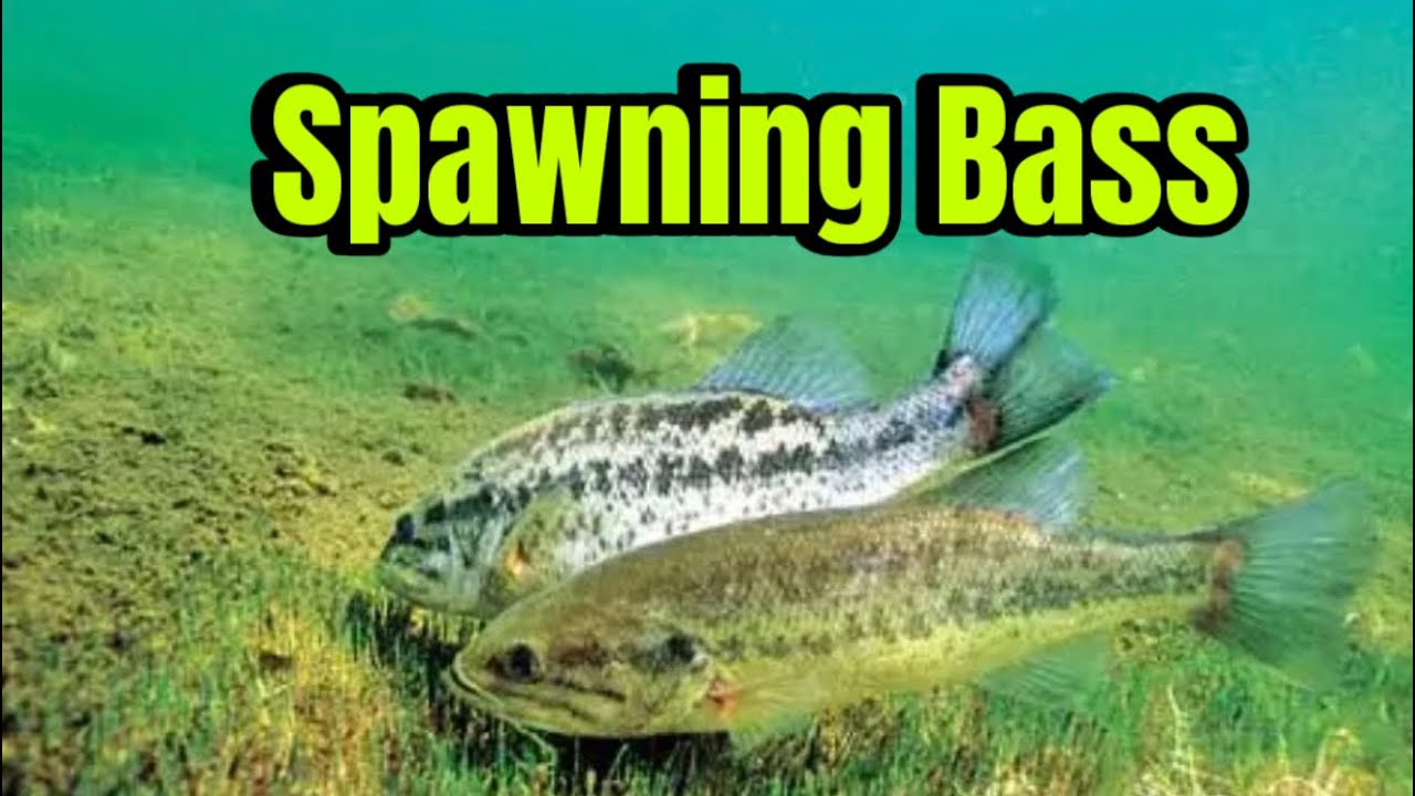 Is It OK To Fish For Spawning Bass?