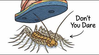 Never Kill the House Centipede — It's Hunting Something Worse