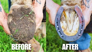 Farrier Full Hoof Restoration | Satisfying ASMR