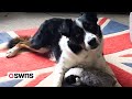 Britains smartest dog  border collie who knows the names of all 231 of his toys  swns