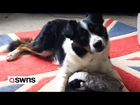 “Britain’s smartest dog” - border collie who knows the names of all 231 of his toys | SWNS