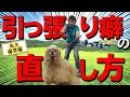 【犬のしつけ】引っ張り癖の直し方