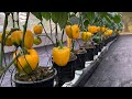 Awesome Greenhouse BELL PEPPER Farming in Tagaytay, Philippines