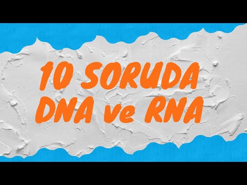 10 SORUDA DNA ve RNA  |  10 soruda BİYOLOJİ |