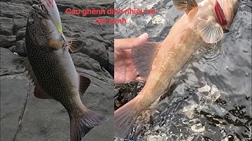 Tiếp tục câu nghềnh và jig vách núi trúng đậm nhiều cá mú xanh to và cá mú đỏ #tập7