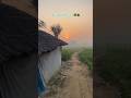 🌤️🛖🌳 गाँव का सुकून #trending #reel #gaon #villagelife #morning #video #youtubeshorts #viralvideo