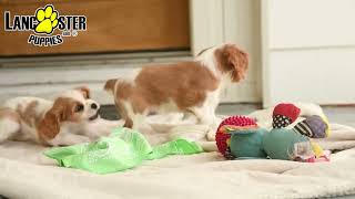 Playful Cavalier King Charles Spaniel Puppies by Lancaster Puppies 42 views 2 days ago 1 minute, 2 seconds