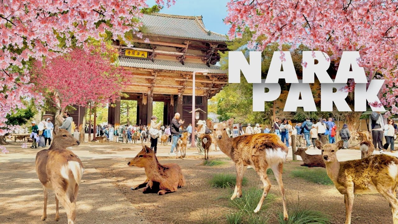 Spring Walk in NARA 🌸 Sacred DEER and SAKURA Cherry Blossom in Japan | 4K, 60fps
