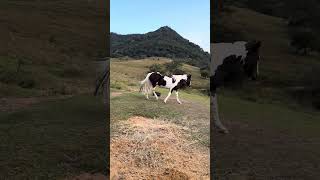 Éguas #cabanhapons #cavalocrioulo #abccc #cavalo
