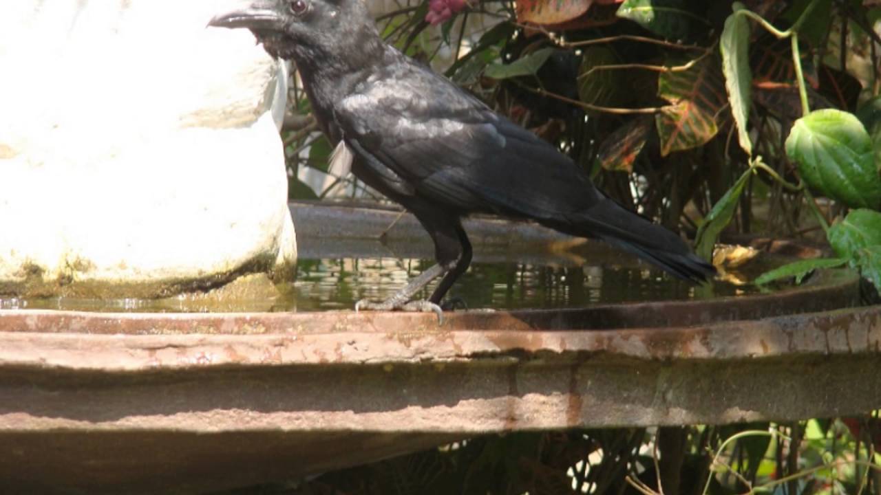 Birds At Solitaire - YouTube