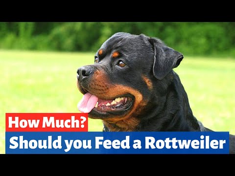 Video: Hvornår skal jeg begynde at give min Rottweiler et fælles supplement?