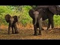 Understanding Elephant Behavior and Family Dynamics