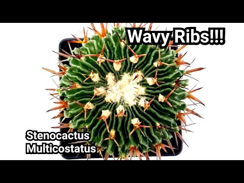 Video: Cactus Vs. Succulent - Cacti Thiab Succulents Qhia