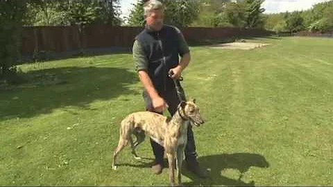 MATT DARTNALL GREYHOUND TRAINER