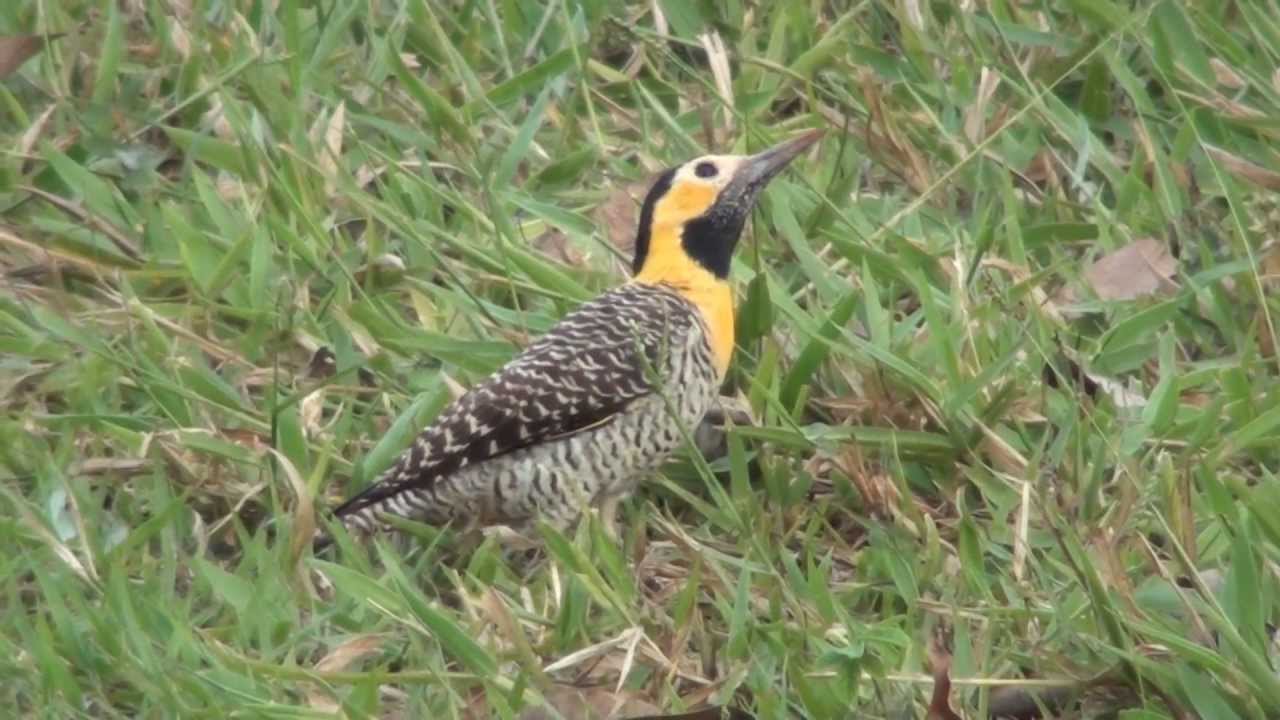 Picapau do campo, picapau amarelo, Colaptes campestris, pássaros silvestres, YouTube Picapau do campo, picapau amarelo, Colaptes campestris, pássaros silvestres, YouTube