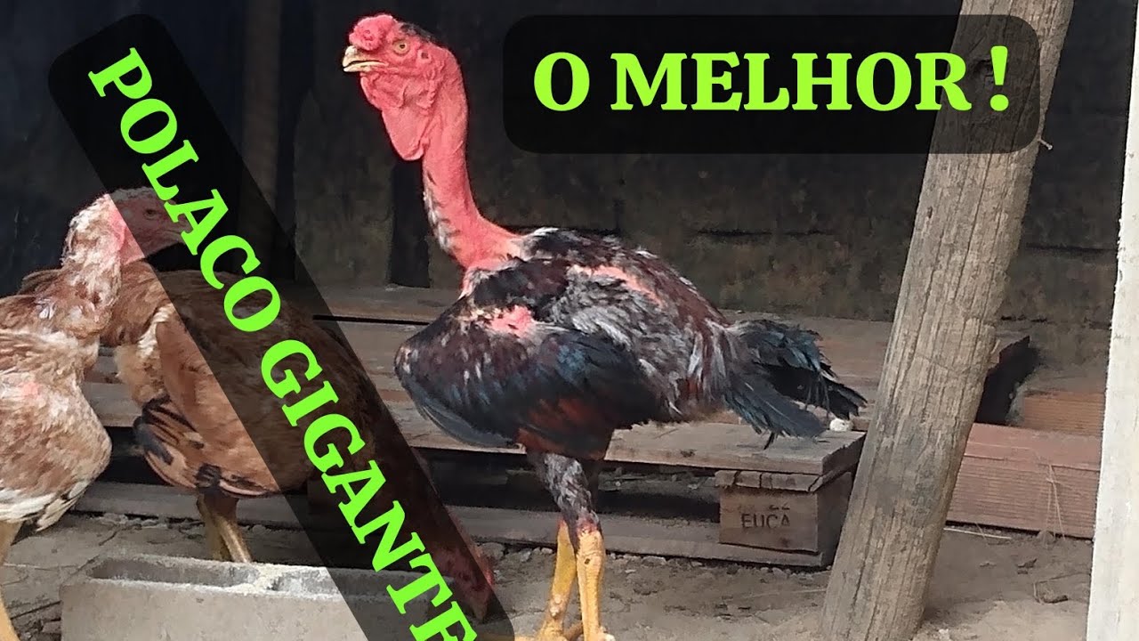 POLACO GIGANTE BRASILEIRO !!!!! POPEY DO CANAÃ.