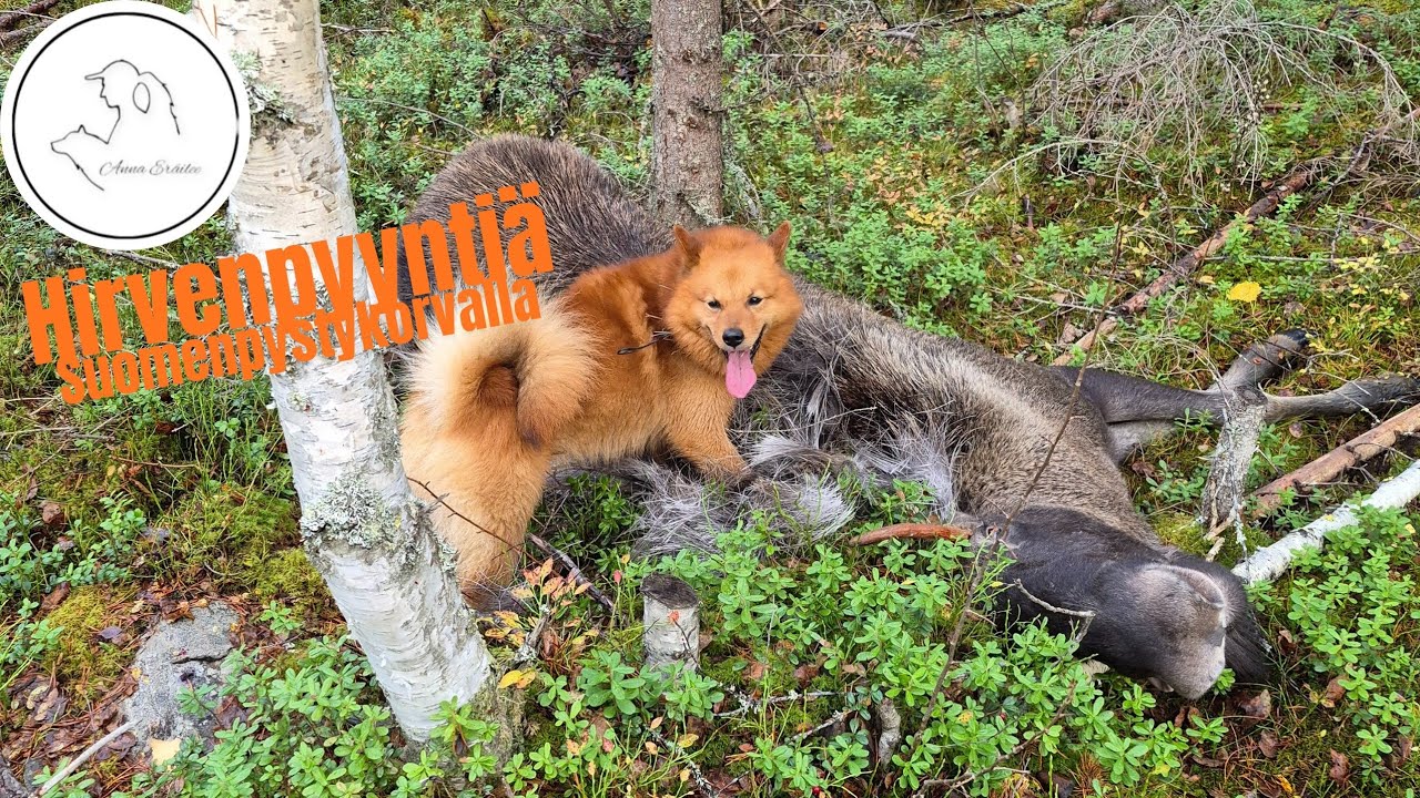 Hirvenpyyntiä suomenpystykorvalla | Vasaporukan Laikku |