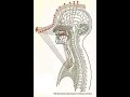 Культурно-развивающий проект Ноосфера. Элементарная теория музыки. Допол-ное занятие к уроку №2.