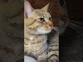 lioness cat wakes up #funny #funnycat #funnycatvideos #cutecat #catshorts
