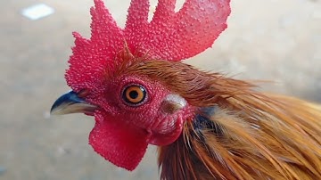 saib noob qaib cuab tuaj zoo